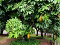 Aquatic Pachira Tree Aubl. with some fruits. Royalty Free Stock Photo