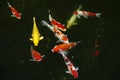 Aquatic pet Koi . Royalty Free Stock Photo
