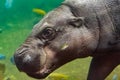 Aquatic picture of hippopotamus