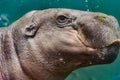 aquatic picture of hippopotamus