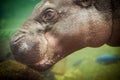 Aquatic picture of hippopotamus