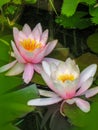 Aquatic Pink Pond Lily - Blooming Wetland Plants Royalty Free Stock Photo