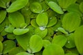 Aquatic plant Royalty Free Stock Photo