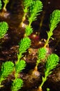 Aquatic plant