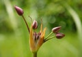 Aquatic plant Butomus umbellatus Royalty Free Stock Photo