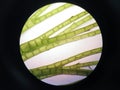 Aquatic plant cell Royalty Free Stock Photo