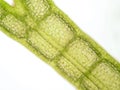 Aquatic plant cell Royalty Free Stock Photo