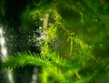 Aquatic plant - elodea in aquarium. Royalty Free Stock Photo