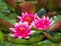 Aquatic plant in the family Nymphaeaceae. Group of three orange-red water lilies Nymphaea Escarboucle among green leaves Royalty Free Stock Photo