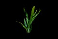 Aquatic plant Fern (microsorum pteropus narrow) isolated on black background with clipping path Royalty Free Stock Photo