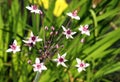 Aquatic plant Flowering rush Royalty Free Stock Photo