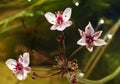 Aquatic plant Flowering rush Royalty Free Stock Photo