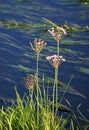 Aquatic plant Flowering rush Royalty Free Stock Photo