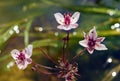 Aquatic plant Flowering rush Royalty Free Stock Photo