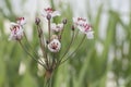 Aquatic plant flowering rush. Inflorescences of butomus umbellatus close up Royalty Free Stock Photo