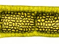 aquatic plant (Hornwort plant - Ceratophyllum demersum) under the microscope