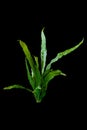 Aquatic plant java fern (microsorum pteropus narrow) isolated on black background with clipping path