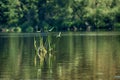 Aquatic plant on a lake smooth surface