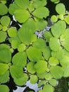 aquatic plant with the Latin name pistia stratiotes