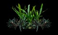 Aquatic plant leaves foliage bush floral (bucephalandra dark, java fern) arrangement nature backdrop on black background Royalty Free Stock Photo