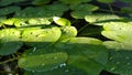 aquatic plant on a mini pond with crystal clear water. Natural background image Royalty Free Stock Photo