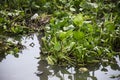 Aquatic plant native Pontederia Eichhornia crassipes or common water hyacinth and garbage floating and flowing on surface water of Royalty Free Stock Photo