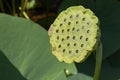 Fresh fruit close up of Nelumbo nucifera plant