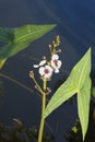 Aquatic plant Sagittaria - Arrowhead.