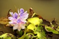 Aquatic plant sends delicate blooms up from murky waters