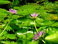 Aquatic plant water lily or sacred lotus