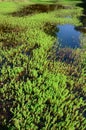 Aquatic plants