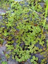 Aquatic plants also called hydrophytes are plants that have adapted to live in an aquatic environment Royalty Free Stock Photo