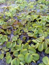 Aquatic plants also called hydrophytes are plants that have adapted to live in an aquatic environment Royalty Free Stock Photo