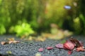 Aquatic plants aquarium with blurred fish swimming, underwater shot Royalty Free Stock Photo