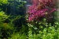 Aquatic plants in a beautiful freshwater ryoboku aquascape detail, Amano style planted dutch aquadesign, vivid colors, bright LED Royalty Free Stock Photo