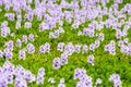 Aquatic plants in bloom Royalty Free Stock Photo