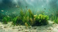 aquatic plants and fish to the play of light and shadow on the sandy bottom Royalty Free Stock Photo