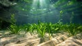 aquatic plants and fish to the play of light and shadow on the sandy bottom Royalty Free Stock Photo