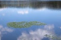 Aquatic plants with flowers and leaves growing on forest lake surface with a reflection of blue sky and clouds Royalty Free Stock Photo