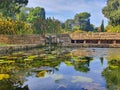 Aquatic plants garden Royalty Free Stock Photo