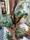aquatic plants in a glass jar with a large tree trunk