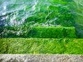 Aquatic plants inside Erhai lake