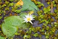 Aquatic plants of a lake with a white lotus flower in the center Royalty Free Stock Photo