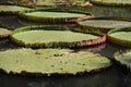 Aquatic Plants Old And Young Green Victoria Lotus Leaves Royalty Free Stock Photo