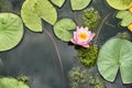 Aquatic plants pink water lily and floating leaves