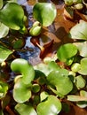 aquatic plants with polluted ecosystems