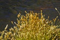 Aquatic plants, Rio Putana valley, Atacama Desert, Chile