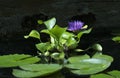 Purple Waterlily in Sunlit Pond