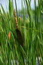 Aquatic reed plant or bulrush plant with brown spike in summer garden