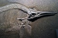 Aquatic Saur (Ichthyosaurus) Royalty Free Stock Photo